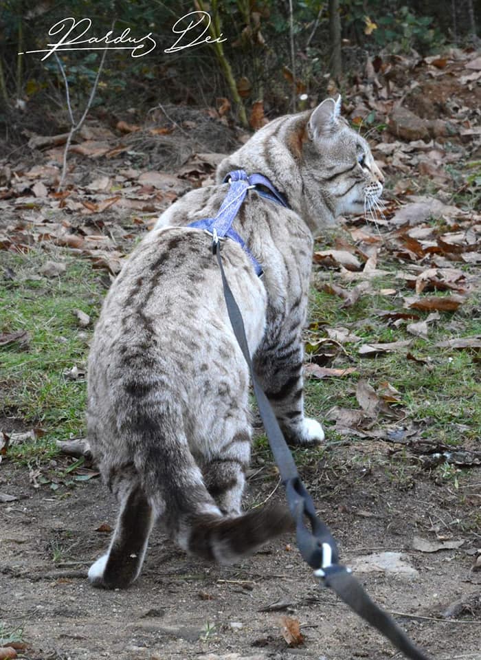 Prince of Desert chat bengal mâle issus de la chatterie Pardus Dei près de Lyon dans un bois vu de dos