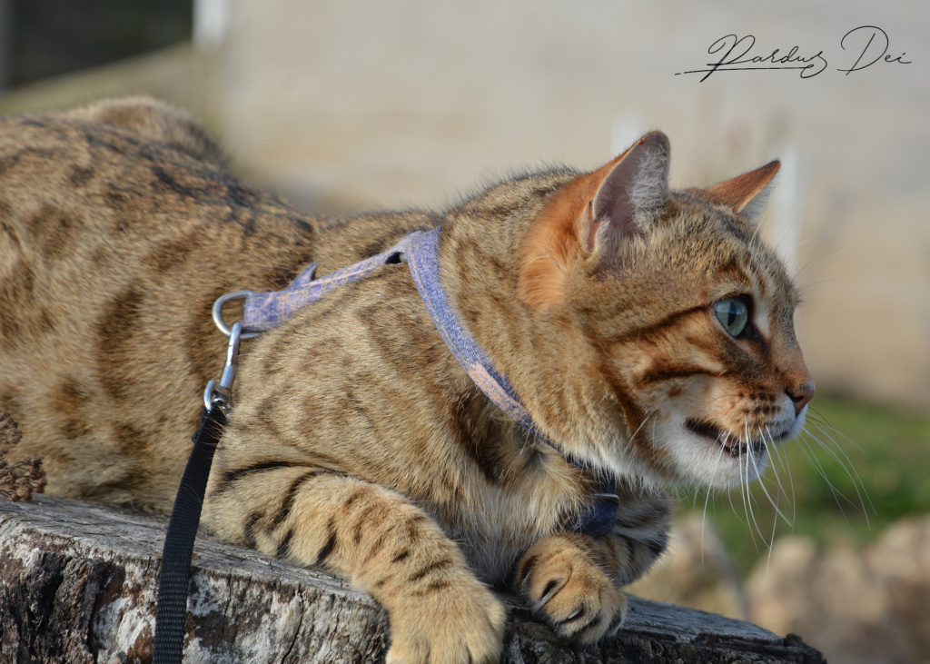 Neverglade chat bengal femelle issus de la chatterie Pardus Dei près de Lyon sur un rondin de profil