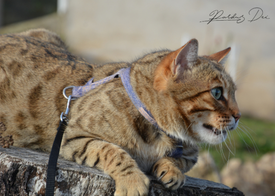 Neverglade chat bengal femelle issus de la chatterie Pardus Dei près de Lyon sur un rondin de profil Neverglade chat bengal femelle issus de la chatterie Pardus Dei près de Lyon sur un rondin de profil