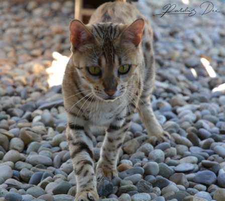 Absolutely chat bengal femelle issus de la chatterie Pardus Dei près de Lyon en extérieur de face Absolutely chat bengal femelle issus de la chatterie Pardus Dei près de Lyon en extérieur de face