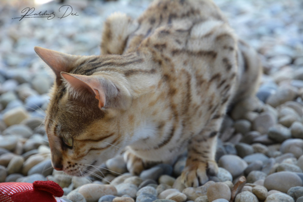 Absolutely chat bengal femelle issus de la chatterie Pardus Dei près de Lyon en extérieur de coté Absolutely chat bengal femelle issus de la chatterie Pardus Dei près de Lyon en extérieur de coté
