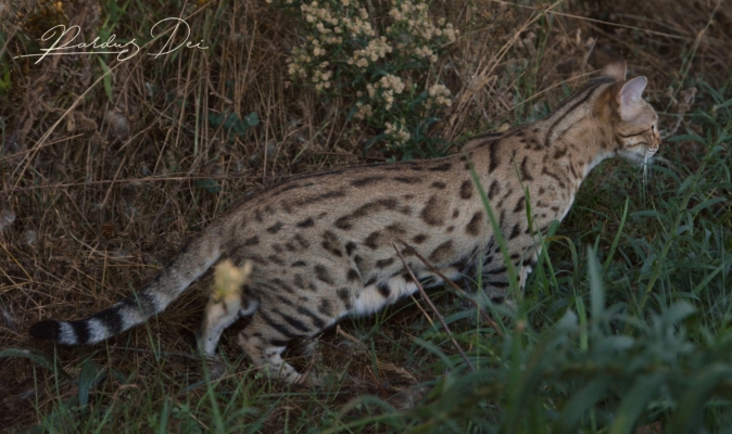 So wild chat bengal femelle issus de la chatterie Pardus Dei près de Lyon dans l'herbe de coté So wild chat bengal femelle issus de la chatterie Pardus Dei près de Lyon dans l'herbe de coté