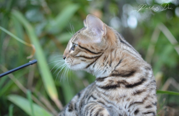 chaton bengal brown 10