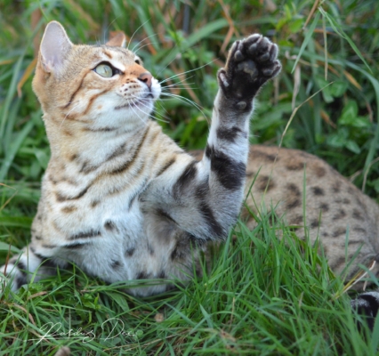 So wild chat bengal femelle issus de la chatterie Pardus Dei près de Lyon dans l'herbe qui joue So wild chat bengal femelle issus de la chatterie Pardus Dei près de Lyon dans l'herbe qui joue
