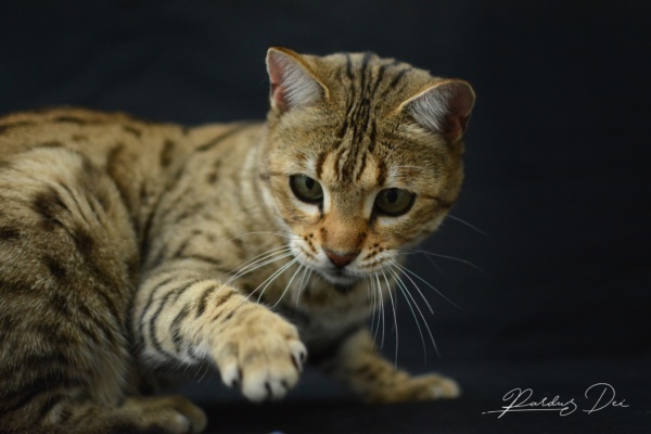 So wild chat bengal femelle issus de la chatterie Pardus Dei près de Lyon dans un studio photo sur fond noir qui joue So wild chat bengal femelle issus de la chatterie Pardus Dei près de Lyon dans un studio photo sur fond noir qui joue