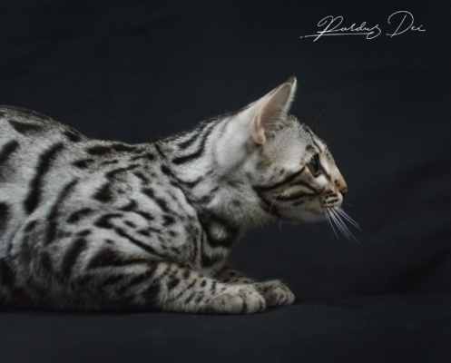 476150046_1006996124576427_8872414561608118905_n (1)