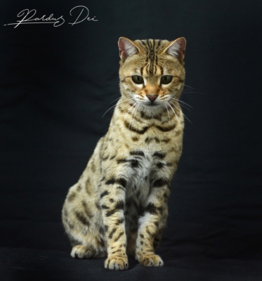 So wild chat bengal femelle issus de la chatterie Pardus Dei près de Lyon dans un studio photo sur fond noir assis So wild chat bengal femelle issus de la chatterie Pardus Dei près de Lyon dans un studio photo sur fond noir assis