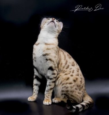 Absolutely chat bengal femelle issus de la chatterie Pardus Dei près de Lyon dans un studio photo sur fond noir de face Absolutely chat bengal femelle issus de la chatterie Pardus Dei près de Lyon dans un studio photo sur fond noir de face