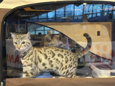 chat bengal snow issus de l'élevage pardus dei près de lyon, lords d'une exposition féline chat bengal snow issus de l'élevage pardus dei près de lyon, lords d'une exposition féline