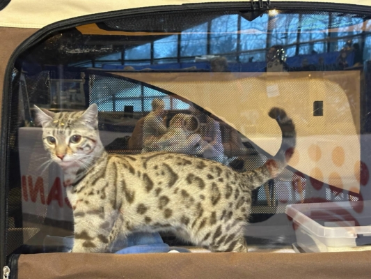 chat bengal snow issus de l'élevage pardus dei près de lyon, lords d'une exposition féline