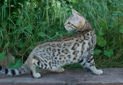chaton bengal brown 7