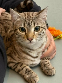 chat bengal Pardus Dei lors d'une exposition snow sepia
