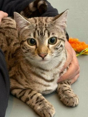 chat bengal Pardus Dei lors d'une exposition snow sepia