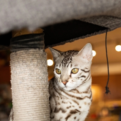 Jax chat bengal silver sepia de l'élevage pardus dei