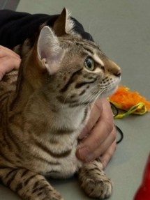 chat bengal Pardus Dei lors d'une exposition