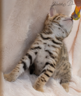 chaton bengal brown 3