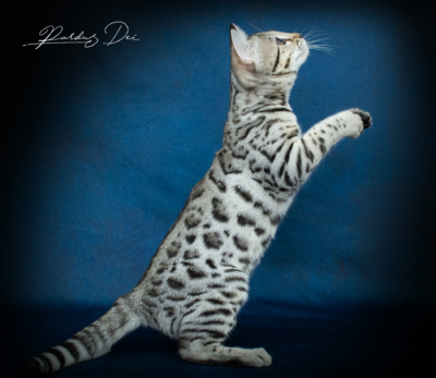 491811109_1057198376222868_7848081739455348341_n (1)