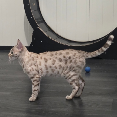 chat bengal mink Xena de la chatterie Pardus Dei