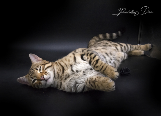Stradivarius chat bengal mâle issus de la chatterie Pardus Dei près de Lyon dans un studio photo sur fond noir couché sur le dos