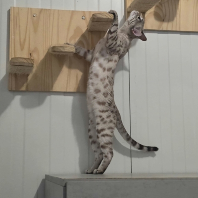 Chat bengal mink Xenallulah de l'élevage pardus dei