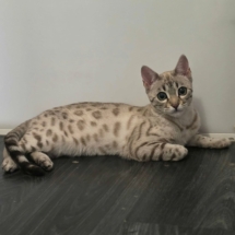 chat bengal mink Xena de la chatterie Pardus Dei