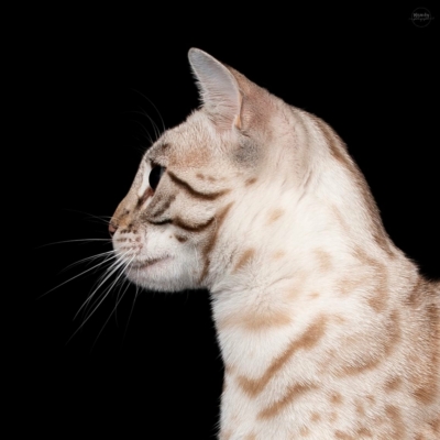 Profil de Winter Storm de l'elevage Pardus Dei