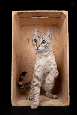 Winter storm bengal snow mink né à l'élevage pardus dei dans une caisse lors d'un shooting photo