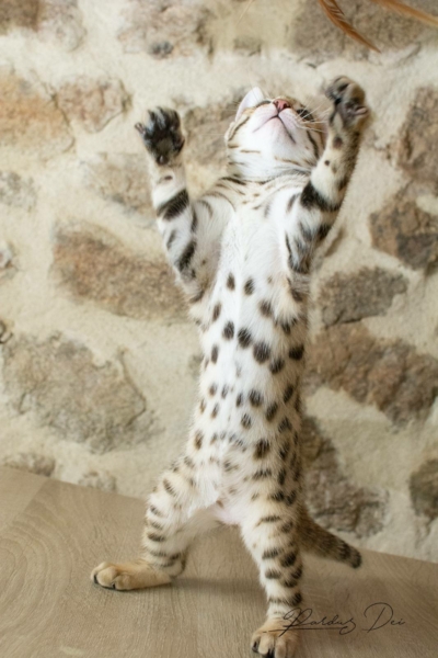 Arcadia chaton bengal brown issus de la chatterie pardus dei près de lyon debout
