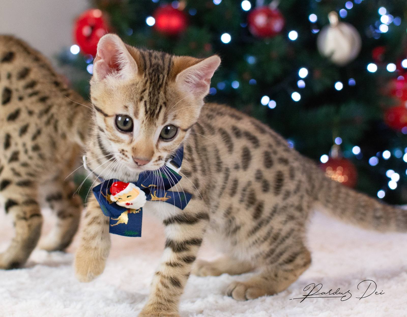 Arcadia chaton bengal brown issus de la chatterie pardus dei près de lyon devant un sapin de noel de face
