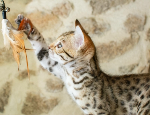 aslan chaton bengal brown issus de la chatterie pardus dei près de lyon de profil