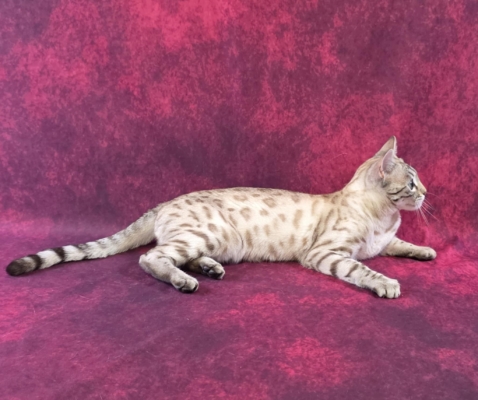 Xenallulah chaton bengal snow mink femelle issus de l'élevage pardus dei près de lyon
