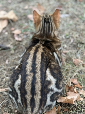chat bengal marble né à la chatterie pardus dei près de lyon vu de dos