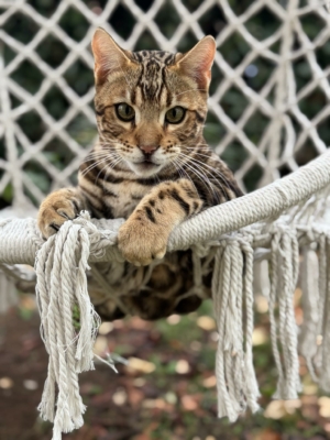 chat bengal brown marble issus de l'élevage pardus dei dans un fauteuil d'extérieur