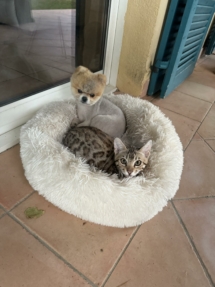 84b501d1-bc1a-4bd4-a8c5-8b69dae48cfb