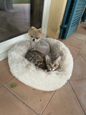 chat bengal brown marble issus de l'élevage pardus dei dans dans un panier sur une terrasse