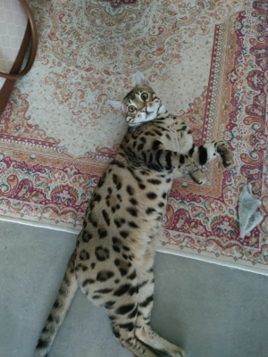 twist again chat bengal LOOF de l'élevage pardus dei