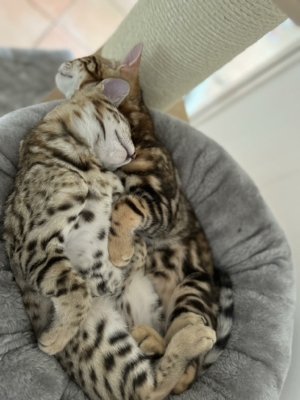 deux chatons bengal loof sociables