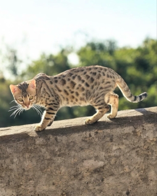 chat bengal brown de la chatterie pardus dei sur un mur