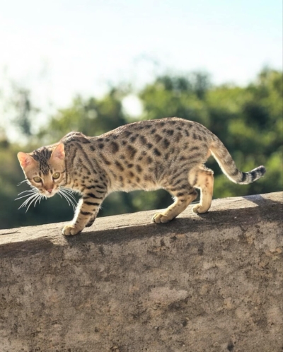 chat bengal brown de la chatterie pardus dei sur un mur chat bengal brown de la chatterie pardus dei sur un mur