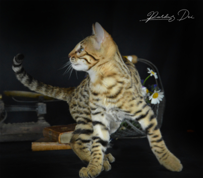 chaton bengal brown 9