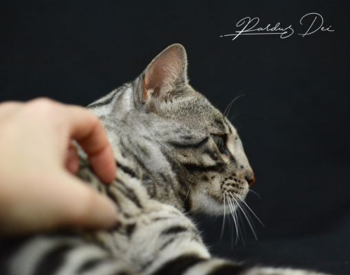 The Only One chat Bengal appartenenant à la chatterie PardusDei près de Lyon dans un studio photo sur fond noir de profil The Only One chat Bengal appartenenant à la chatterie PardusDei près de Lyon dans un studio photo sur fond noir de profil