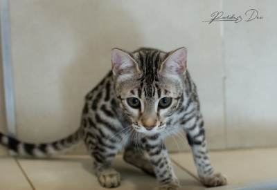 Ad Vitam Aeternam chat bengal silver de la chatterie pardus dei près de lyon dans une pièce carrelée assise de face