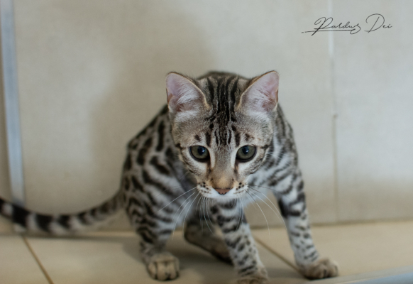 Ad Vitam Aeternam chat bengal silver de la chatterie pardus dei près de lyon dans une pièce carrelée assise de face