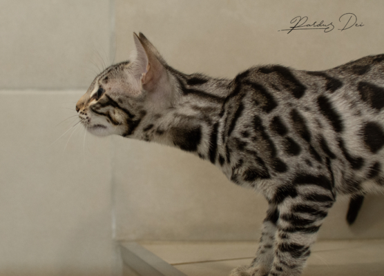 Ad Vitam Aeternam chat bengal silver de la chatterie pardus dei près de lyon dans une pièce carrelée en train de jouer, vue de profil