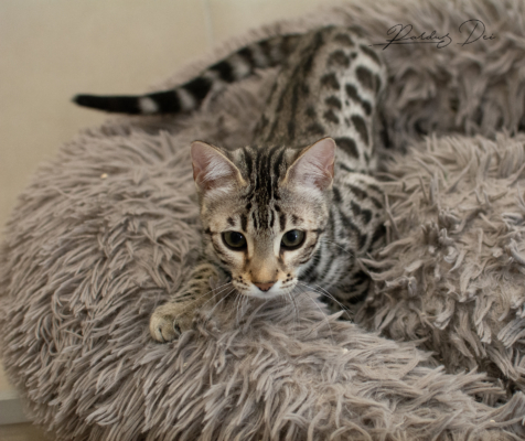 Ad Vitam Aeternam chat bengal silver de la chatterie pardus dei près de lyon dans une pièce carrelée en train de jouer dans un panier avec l'air concentrée