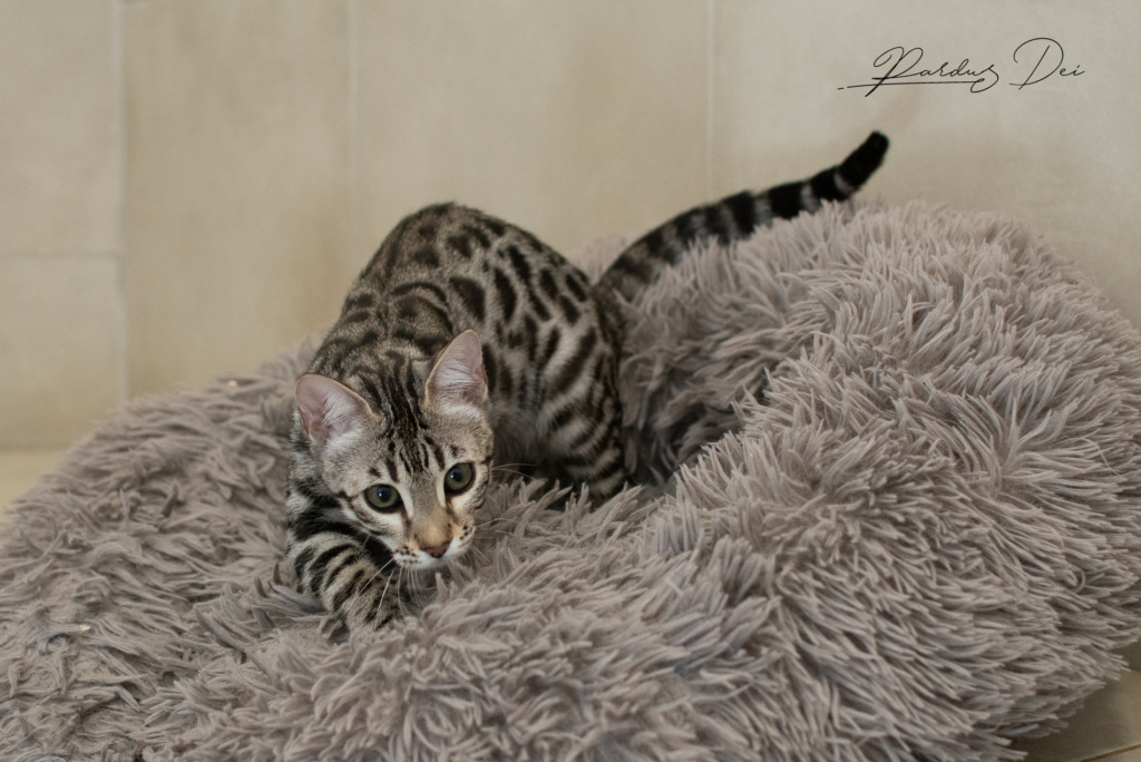 Ad Vitam Aeternam chat bengal silver de la chatterie pardus dei près de lyon dans une pièce carrelée en train de jouer dans un panier