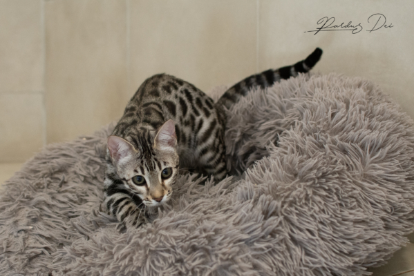 Ad Vitam Aeternam chat bengal silver de la chatterie pardus dei près de lyon dans une pièce carrelée en train de jouer dans un panier