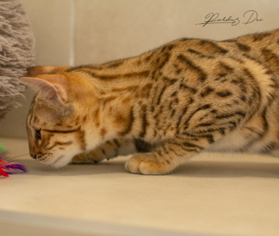 Portrait de profil de Aloha chat bengal brown de la chatterie Pardus Dei près de Lyon dans une pièce carrelée Aloha 12