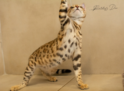 Aloha chat bengal brown de la chatterie Pardus Dei près de Lyon dans une pièce carrelée debout de face 3/4 Aloha 24