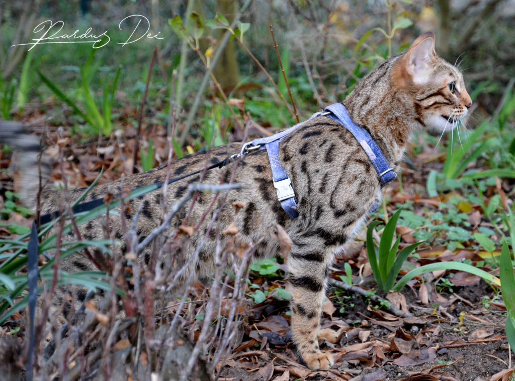 Sacrilege chat bengal femelle issus de la chatterie Pardus Dei près de Lyon dans une foret de coté